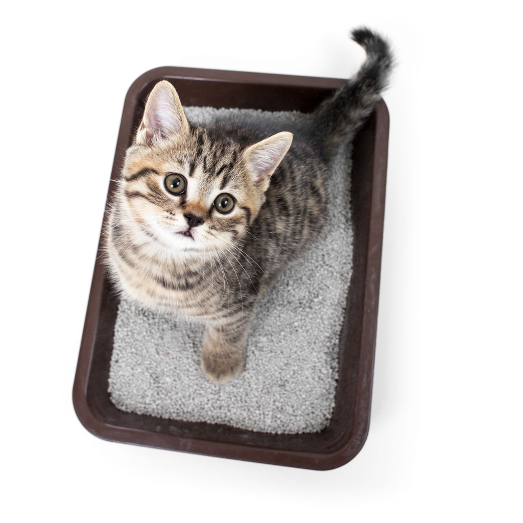 Litter Tray-Small